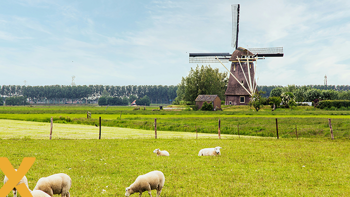 Nederlandse windmolen met grazende schapen op een groene weide onder een blauwe lucht.