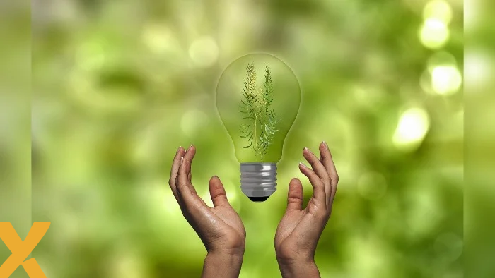 Twee handen houden een gloeilamp vast met een plant erin, symbool voor duurzame energie.