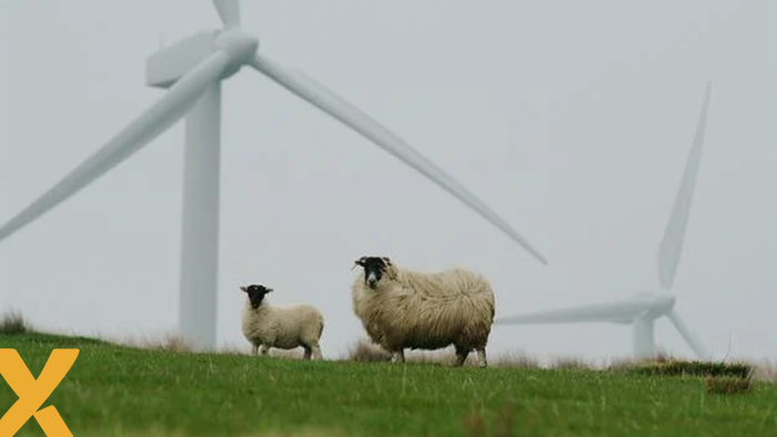 Twee schapen op een groen heuvel met op de achtergrond grote windturbines in mistig weer.