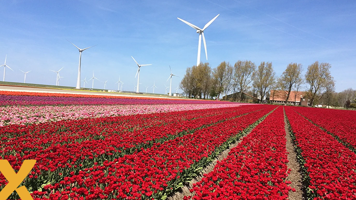 Kleurrijke tulpenvelden met op de achtergrond windmolens en een boerderij, onder een heldere blauwe lucht in Flevoland.