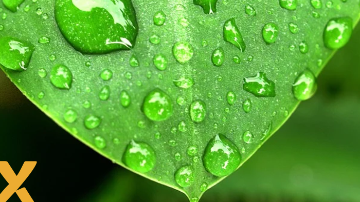 Groen blad met dauwdruppels als symbool voor natuur, duurzaamheid en milieubewustzijn.
